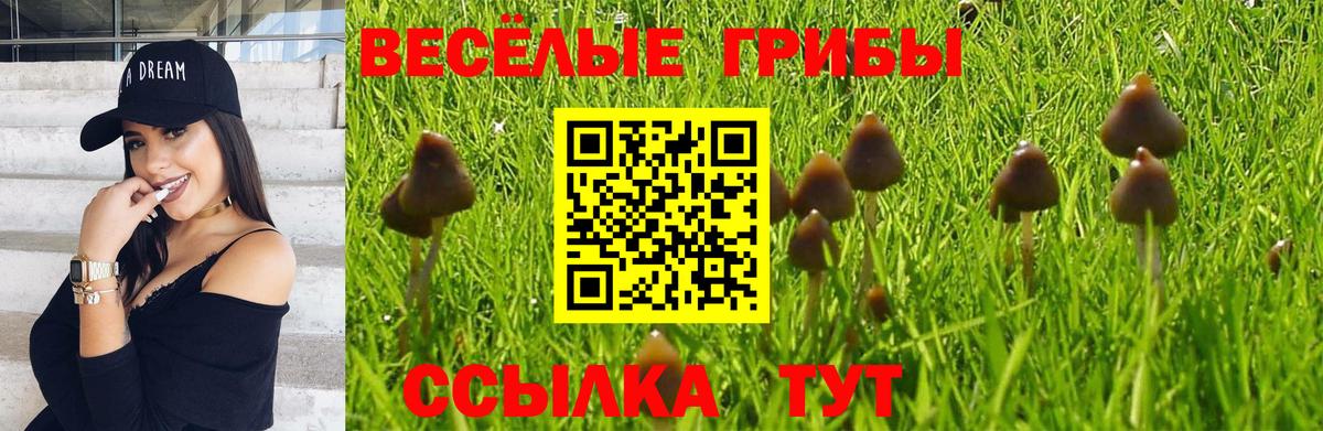 Галлюциногенные грибы Magic Shrooms  Галлюциногенные грибы Psilocybe  Гатчина 