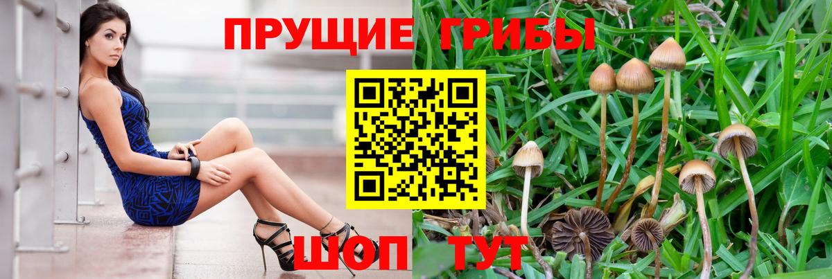 Псилоцибиновые грибы прущие грибы Гатчина
