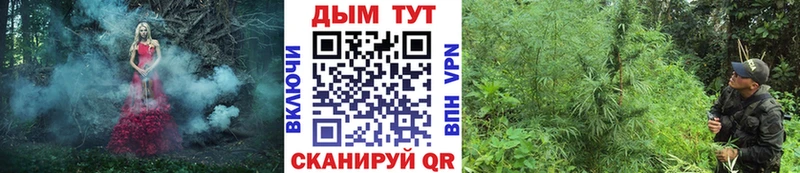 Канабис OG Kush Гатчина